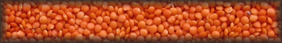 lentil