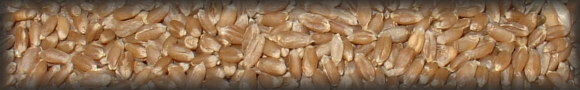 wheat