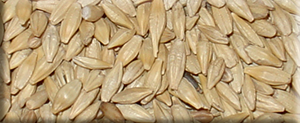 Barley