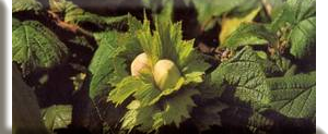 Hazelnut