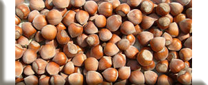 Hazelnut