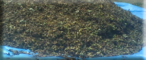 Hazelnut
