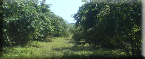 Hazelnut