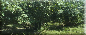 Hazelnut