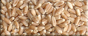 Wheat
