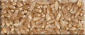 Wheat