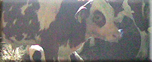 Canlı hayvan
