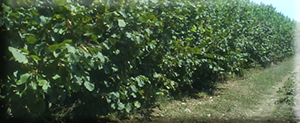 Fındık