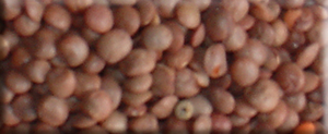 Mercimek