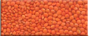 Mercimek