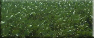 Soya fasülyesi