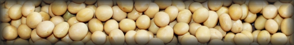 soya fasülyesi